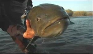 Pic: Mick Fletoridis